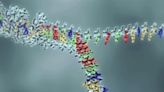 Trucos ingeniosos del ADN