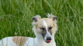 Silken Windhound's 'First Day at the Office' Is Totally Irresistible