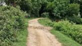 No Help From Govt Forces Jharkhand Villagers To Construct Road On Their Own To Tackle Monsoon - News18