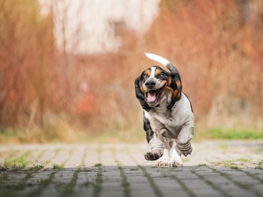 Basset Hound's 'Short Stubby Legs' Steal the Show As She Navigates Agility Course