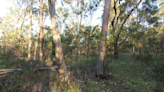 Descubren una nueva especie de lagartija en bosque de Australia
