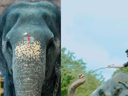 In Kerala's Perumbalam, Elephant Kaveri And Owner Shimil's Evening Walks Attract Tourists - News18