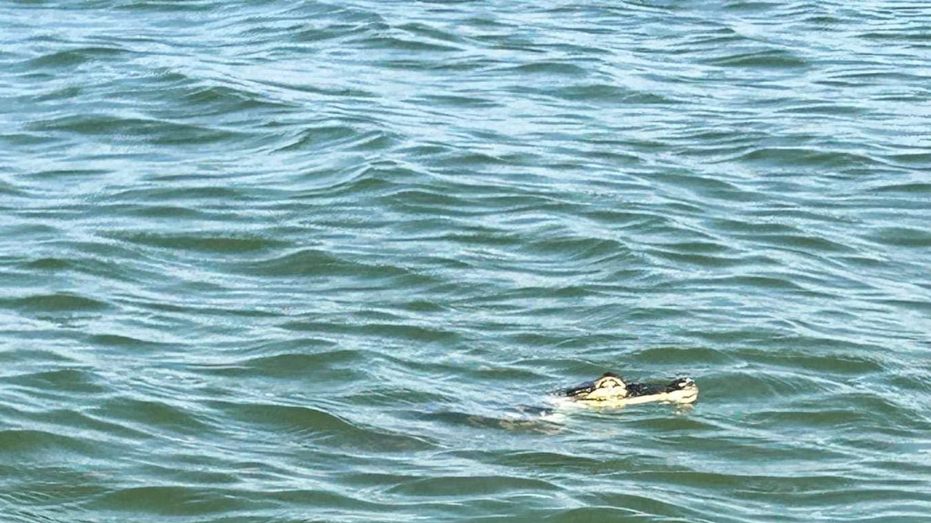 Alligator sighting in Lake Erie? Officials investigate claim, share safety tips