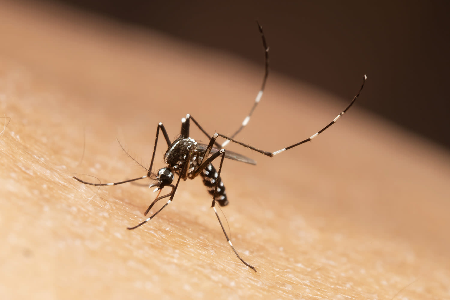 Fall is approaching, but mosquito season isn't over