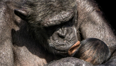 Grieving Chimpanzee Refuses to Let Go of Baby Who Passed at Spanish Zoo