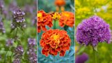 'They have special powers!' 10 pest-repellent plants to keep bugs away