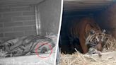 Watch incredible moment critically endangered Sumatran tiger is born in UK