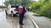 Autoridades capturan a cocodrilo que fue grabado en video sobre avenida de Tampico