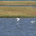 Belle Isle Marsh Reservation