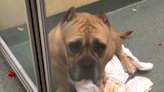 Shelter dog "sad and worried" after being adopted and returned within week