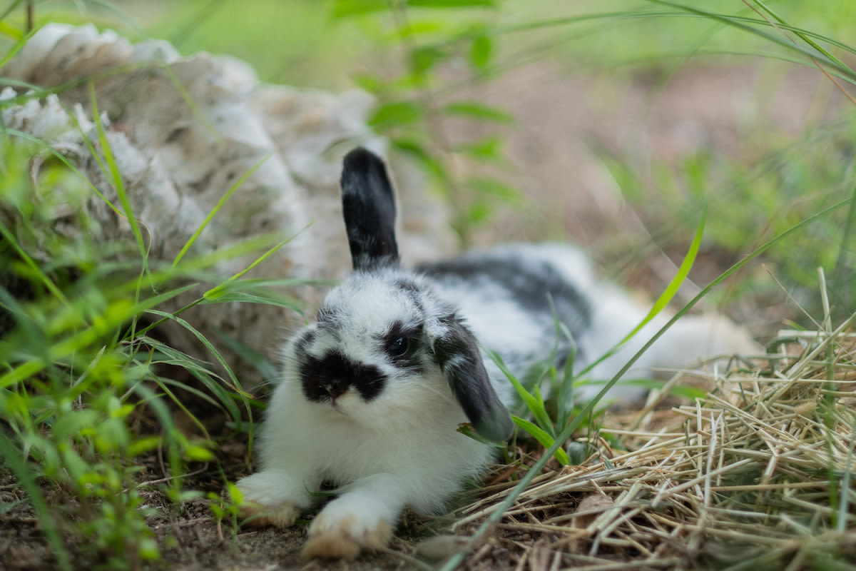 Maine Coon Cat's Annoyance Over Rabbit's Lack of Personal Space Is a Riot