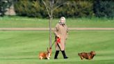 Isabel II y los corgis, una relación "apasionada" de 90 años en fotografías