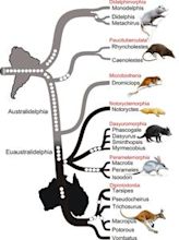 Evidence of common descent