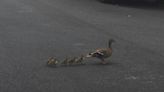 Cutest NYPD call of the week: Cops rescue ducklings from Staten Island storm sewer