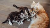 Ginger Cat Is Excellent 'Foster Dad' to Litter of Stray Kittens
