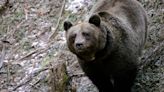 Perturbador hallazgo en California: le cortaron las patas a un oso y dejaron los restos tirados en la carretera