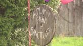 Cedarburg farm sanctuary mistreatment; charges filed against co-owner