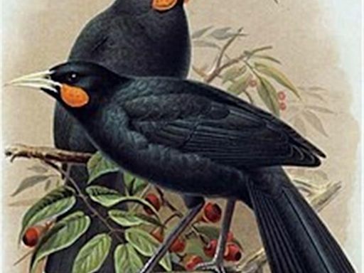 鐮嘴垂耳鴉絕種羽毛 紐西蘭拍出近3萬美元 創世界紀錄