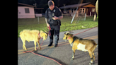 911 call about fight ends with Florida cop separating 2 brawling goats, sheriff says