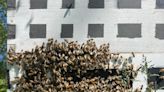 The queen bee from that 2023 Indy 500 swarm now has a thriving hive — and she needs a name