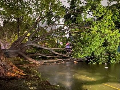 Lluvia en ZMG: Tormenta deja vehículos varados y árboles caídos