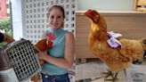 Gaúcha cuida de galinha resgatada de enchente no Rio Grande do Sul: 'Um anjo'