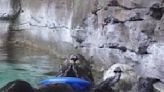 Seattle Aquarium celebrates Sea Otter Awareness Week