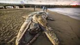 The gray whale die-off on West Coast is over, NOAA declares