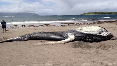 Humpback whale washes up on Irish beach after being spotted floating in sea