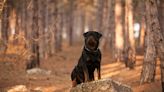 Michigan Dogs Heroically Protected Toddler After She Got Lost In the Woods