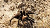 How tarantulas are journeying across Colorado grasslands – for love