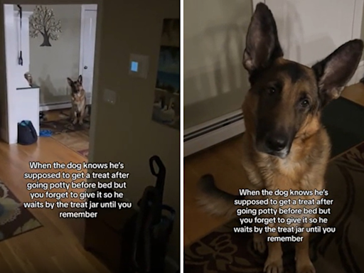Delight at German shepherd reminding owner he's owed a "midnight snack"