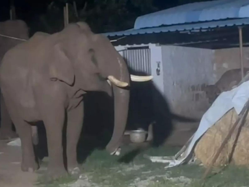 India reported 2,829 human casualties due to elephant attacks in last five years, lost 528 elephants during that period | India News - Times of India