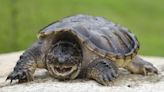 100-Year-Old Snapping Turtle Goes Missing on Way to Reptile Expo