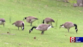 Bristol fundraiser raises money for non-lethal methods to control geese population