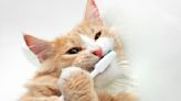 Do You Really Need to Use a Cat Toothbrush on Your Kitty? Here's What a Vet Says