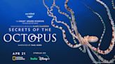 Brokaw: James Cameron talks about ‘Secrets of the Octopus’ on Nat Geo