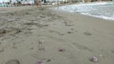 La playa del Arenal de Xàbia despierta invadida de medusas