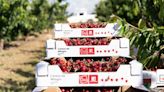 ‘Cereza de Milagro’ crece y suma ya 19 productores en Navarra