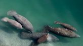 Florida sees fewer manatee starvation deaths as feeding ends