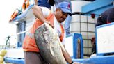 Pesca de dorado avanza en proceso para conseguir la certificación Marine Stewardship Council
