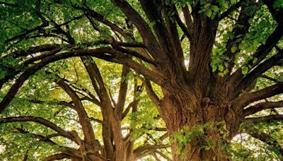 ¿Derecho a la sombra? Cárteles cobran cuota por cada árbol en las casas de Tamaulipas