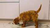4Health: Has the Dog Food Brand Issued a Recall in 2024?