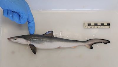 Detectan tiburones intoxicados con cocaína "por primera vez en el mundo" en Brasil