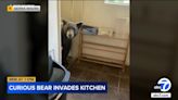 Sierra Madre man stunned when bear walks into kitchen: 'Are you nice? You're in my house'