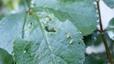 How to Get Rid of Aphids Naturally: 10 Ways