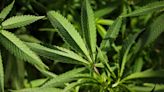 Other Views: Reclassifying marijuana is not decriminalization, but is a welcome step in that direction