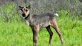 B.C. caribou pens found to be an 'unequivocal' success