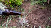 Did You Know Beer Can Actually Deter Pests in Your Garden? A Pro Explains Why