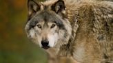 US gray wolves in danger of being taken off endangered species list